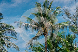 Tropical palm leaves on sky vibrant banner. Tropical paradise idyllic background. Coco palms with beautiful leaves. Palm