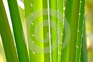 Tropical palm leaves with thorns and sun light for green foliage backdrop