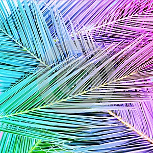 Tropical palm leaves in vibrant gradient neon colors.