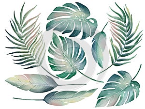 Tropical palm leaves in watercolor style isolated on white background.