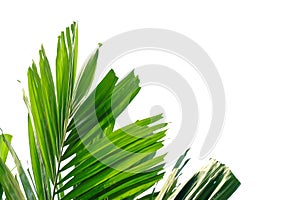 Tropical palm leaves on white isolated background