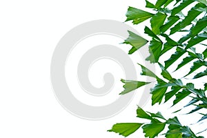 Tropical palm leaves on white isolated background