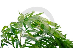 Tropical palm leaves on white isolated background