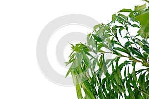 Tropical palm leaves on white isolated background