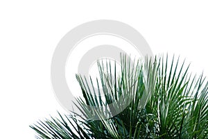 Tropical palm leaves on white isolated background