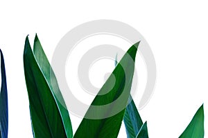 Tropical palm leaves on white isolated background