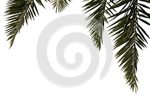 Tropical palm leaves on white isolated background