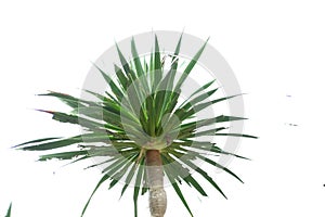 Tropical palm leaves on white isolated background