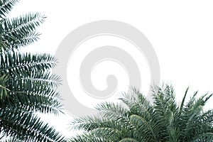 Tropical palm leaves on white isolated background