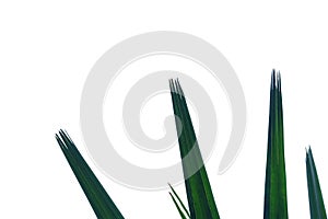 Tropical palm leaves on white isolated background