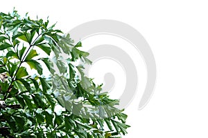 Tropical palm leaves on white isolated background