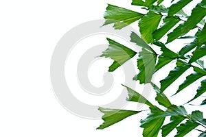 Tropical palm leaves on white isolated background for green foliage backdrop