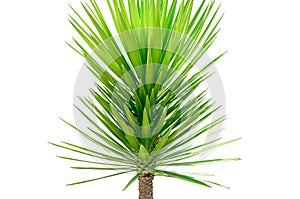 Tropical palm leaves on white isolated background for green foliage backdrop
