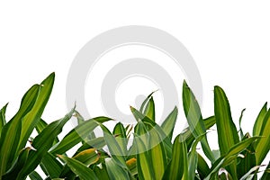 A tropical palm leaves on white isolated background for green foliage backdrop