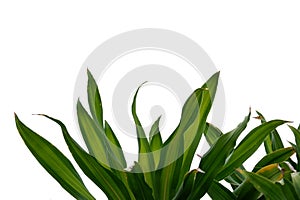 A tropical palm leaves on white isolated background for green foliage backdrop