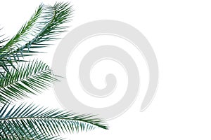 Tropical palm leaves on white isolated background for green foliage backdrop