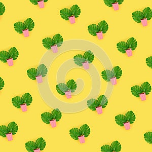 Tropical palm monstera leaves lies in a pastel pails on a colored background. Flat lay trendy minimal pattern. Top view