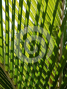 Tropical palm: nikau fronds photo