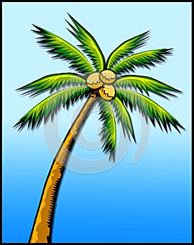 Tropical palm tree