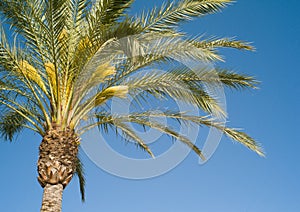 Tropical palm tree