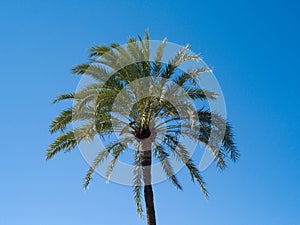 Tropical palm tree