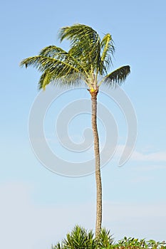 Tropical Palm Tree against a blue