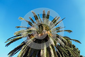 Tropical palm tree against blue sky background in summer