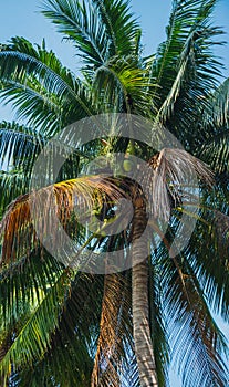 Tropical palm tree against blue sky at the beach in Malaysia. Coconut cluster on the tree. Summer vacation and nature travel