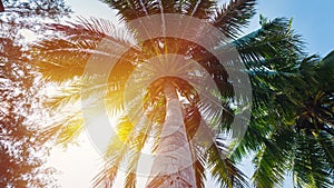 Tropical palm tree against blue sky at the beach in Malaysia during sunset. Coconut cluster on the tree. Summer vacation and