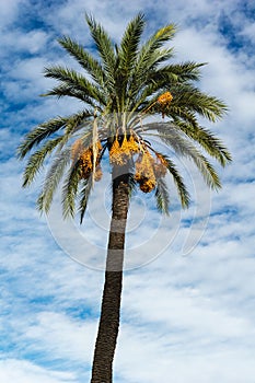 Tropical palm tree against a blue sky, its branches laden with ripe fruits