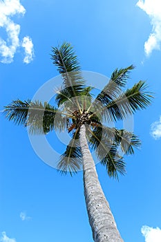 Tropical palm tree against blue sky