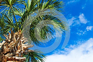 Tropical palm tree against blue sky