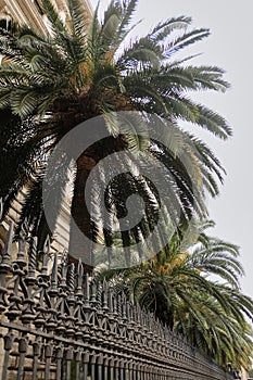 Tropical palm tree behind a high metal fence, bottom view, bright sky background