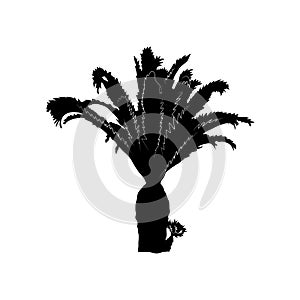 Tropical palm tree, black silhouette on white background.