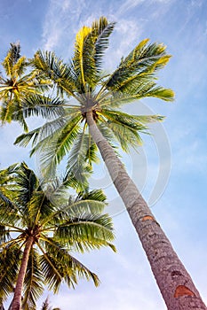 Tropical palm tree on blue sky background, vertical photo, Summer travel destination. Social media cover image