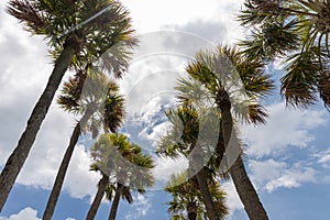 Tropical palm tree with blue sky and cloud abstract background.