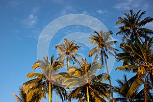 Tropical palm tree branch on blue sky background. Many palm trees in sunset banner template. Summer travel destination