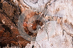 Tropical palm tree brown bark texture, closeup, natural background, the rough surface of the exotic palm trunk