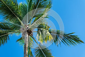 Tropical palm tree close up against a blue sunny sky