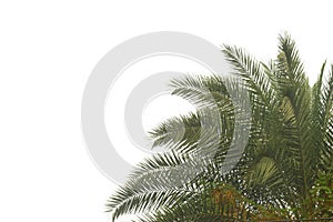 Tropical palm tree or coconut with leaves branches on white isolated background for green foliage backdrop with clipping path.
