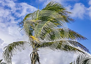 Tropical palm tree coconuts blue sky in Tulum Mexico