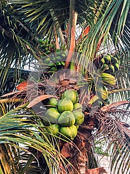 Tropicale Palma un albero noci di cocco 