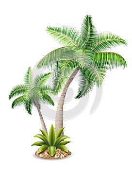 tropical palm tree with green foliage vector illustration
