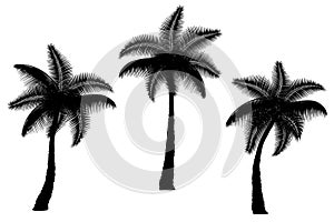 tropical palm tree with green foliage vector illustration