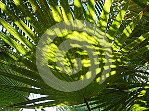 Tropical palm tree green leaf ina bright sunshine