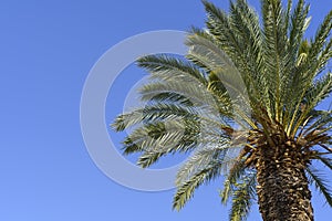Tropical palm tree with green palm branches against a clear blue sky. Summer, vacation, relaxation, sun concept.