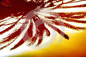 Tropical palm tree head reflection on a metal plate