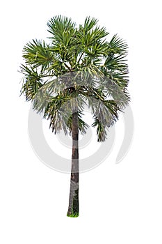Tropical palm tree isolated