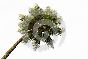 Tropical Palm Tree Isolated