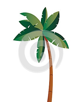 tropical palm  tree isolated design